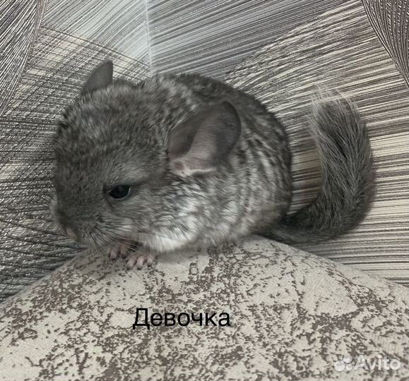 Шиншилла