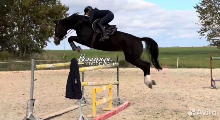 Кобыла конкур 130