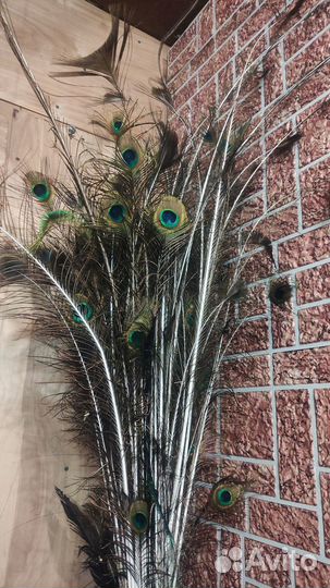 Перо павлина