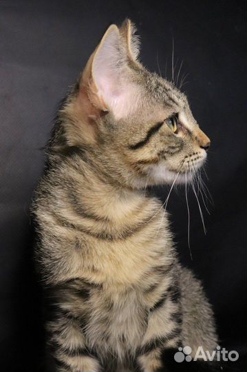 Котенок Шпинатик в добрые руки