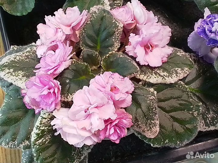 Сортовые фиалки