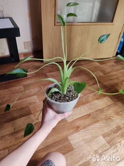 Алоказия тини данкер