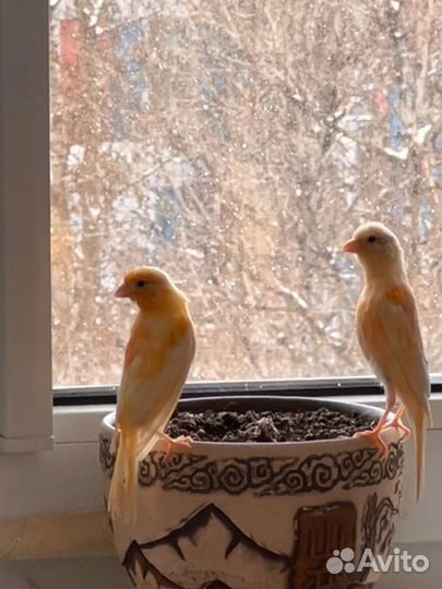 Канарейки певчие птицы