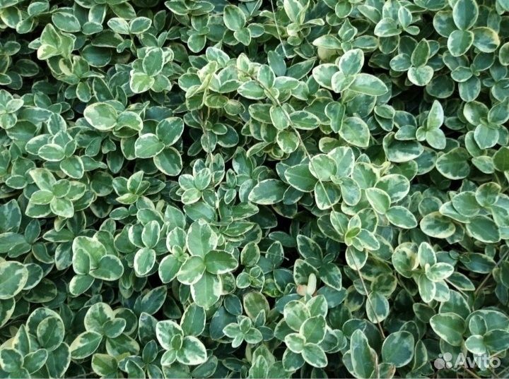 Почвопокровные растения