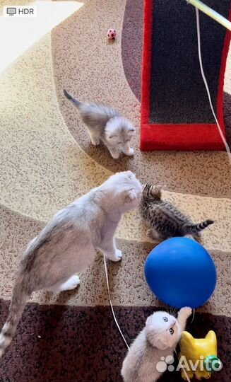 Шотландские вислоухие котята