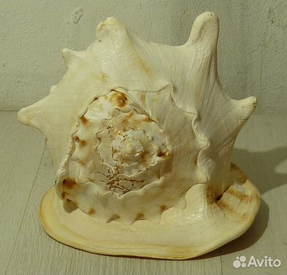 Морская ракушка 