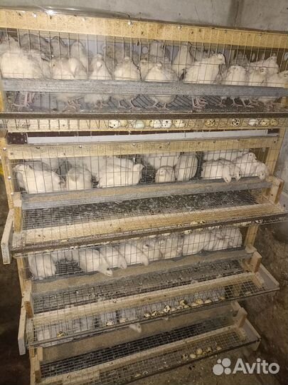 Яйца перепелиные