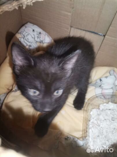 Кошки в добрые руки бесплатно