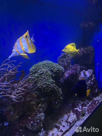 Аквариум 700 л