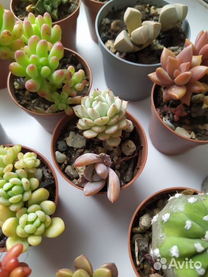 Суккуленты