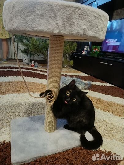 Отдам в добрые руки кошечку