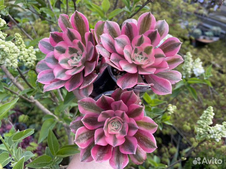 Эониумы вариегатные