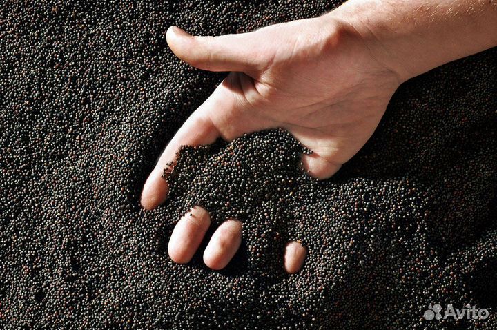 Семена Рапса