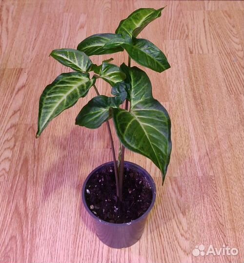 Сингониумы