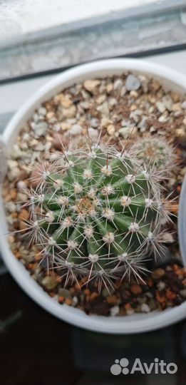 Кактусы и суккуленты