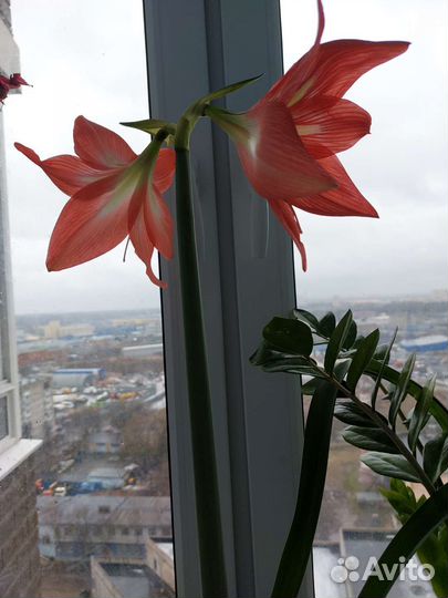 Гиппеаструм