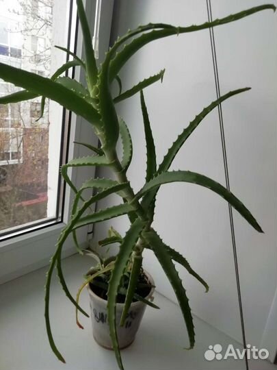 Алоэ. каланхоэ декоративное