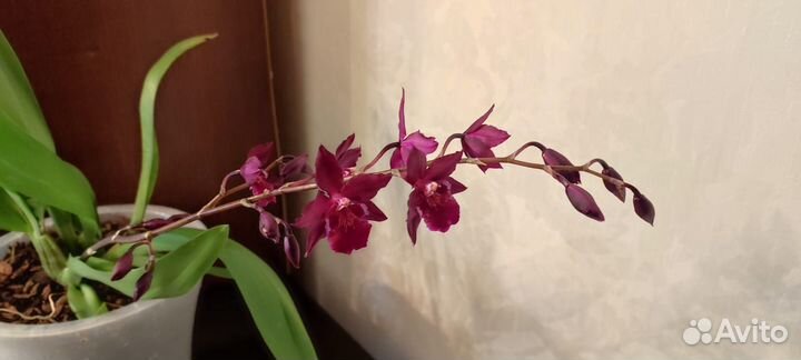 Орхидея камбрия ароматная