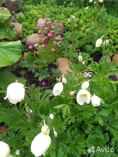 Многолетние почвопокровные растения