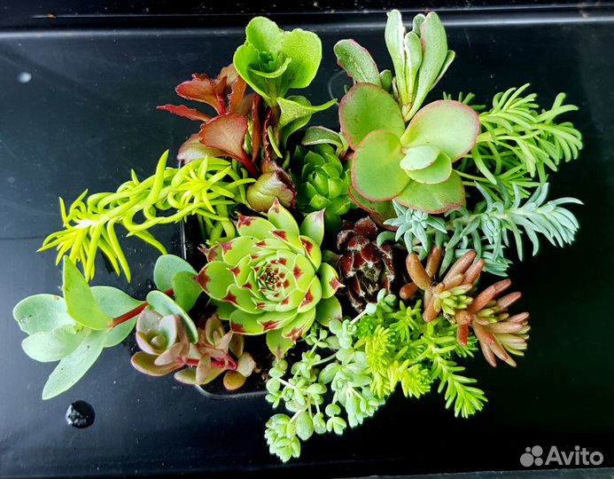 Очитки и молодила. Набор для композиции, садика