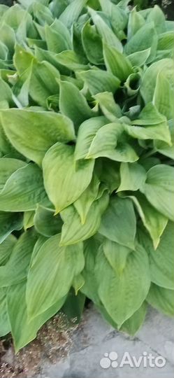 Хоста цветы