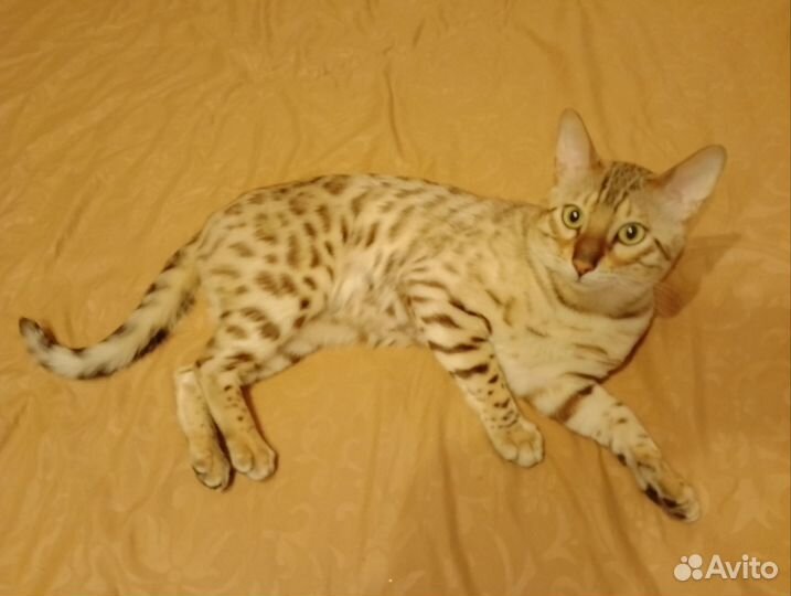 Бенгальский кот вязка