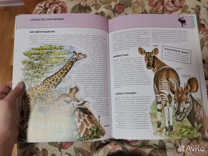 Книга животных, детские вещи