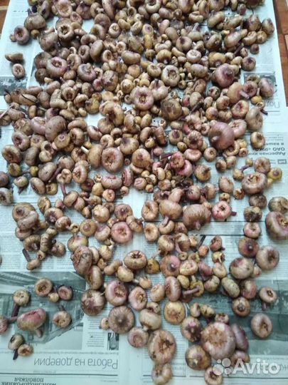 Луковица гладиолусы