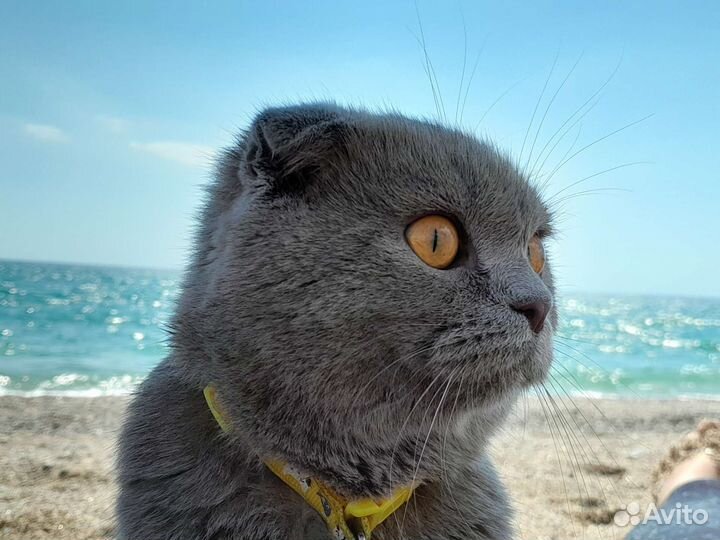 Кошечка на вязку