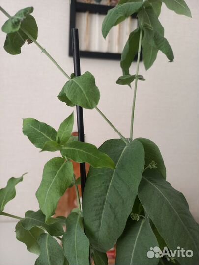 Эвкалипт комнатный шаровидный