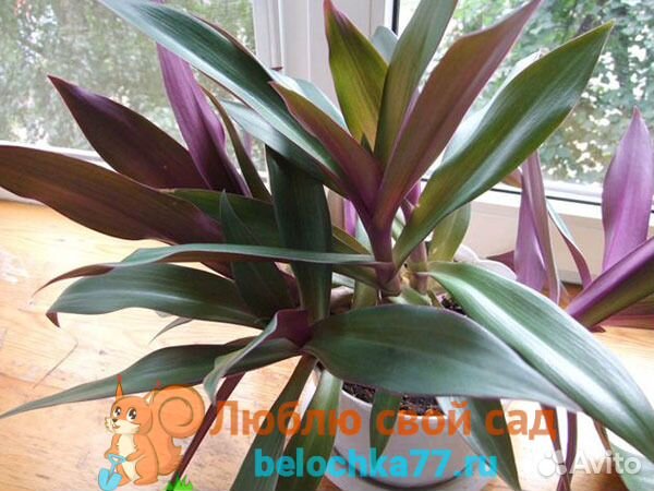 Хойя Монстера Тещин язык