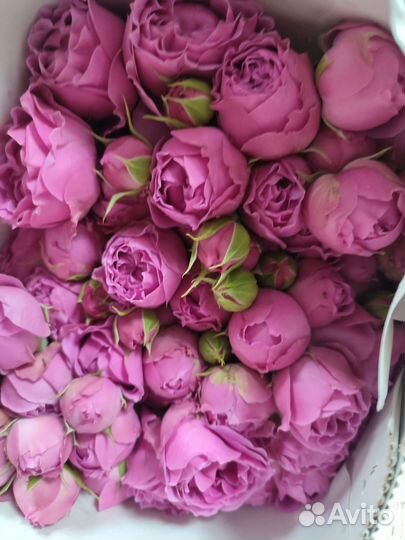 Кустовые розы 60-70-80см