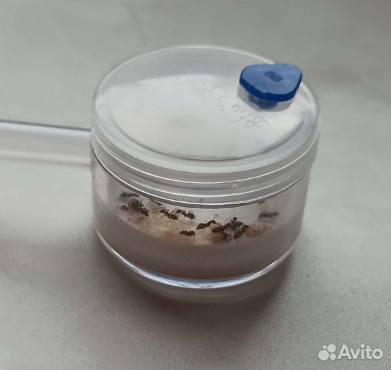 Муравьиная ферма с муравьями Lasius niger