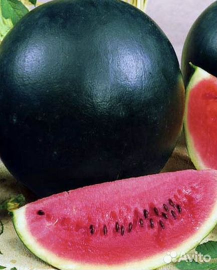 Семена арбуза