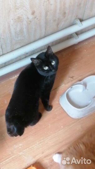 Курильский бобтейл котята. Доставка