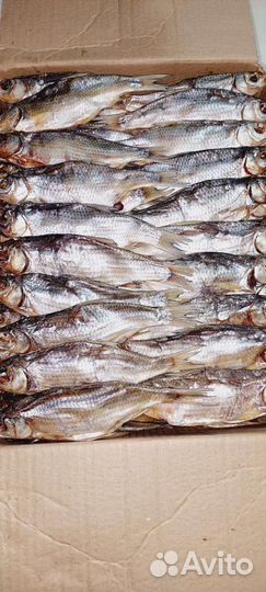 Астраханская вобла