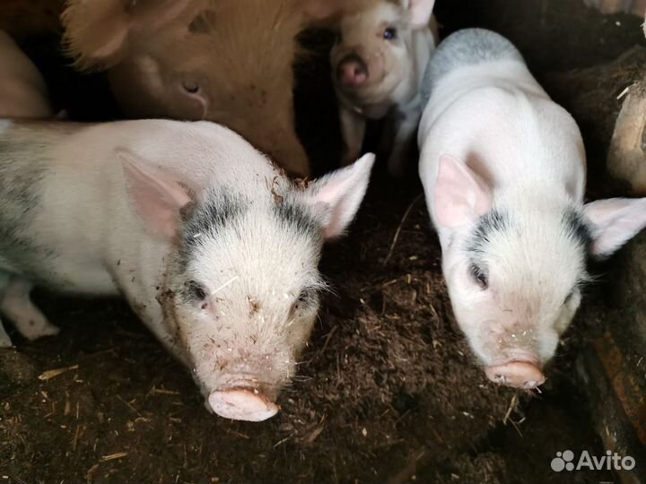Поросята