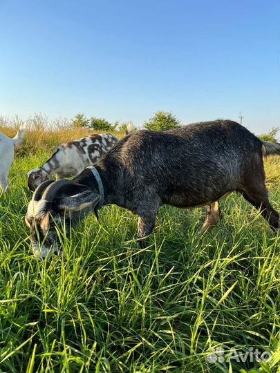 Англо нубийские козочки
