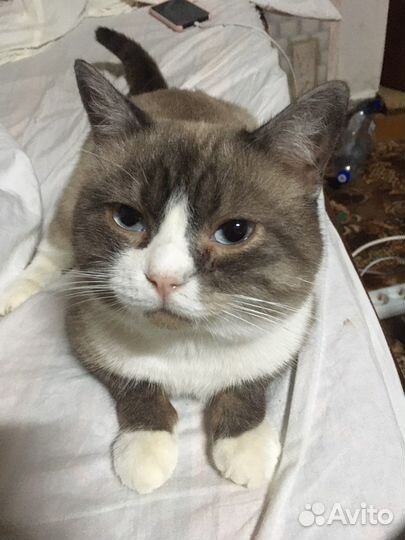 Отдам котов в добрые руки