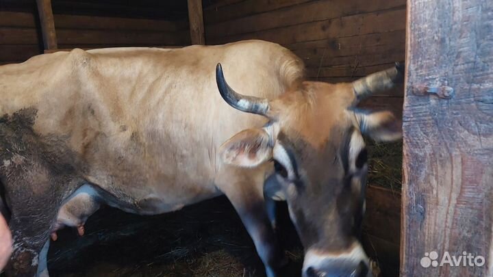 Корова дойная Джерси