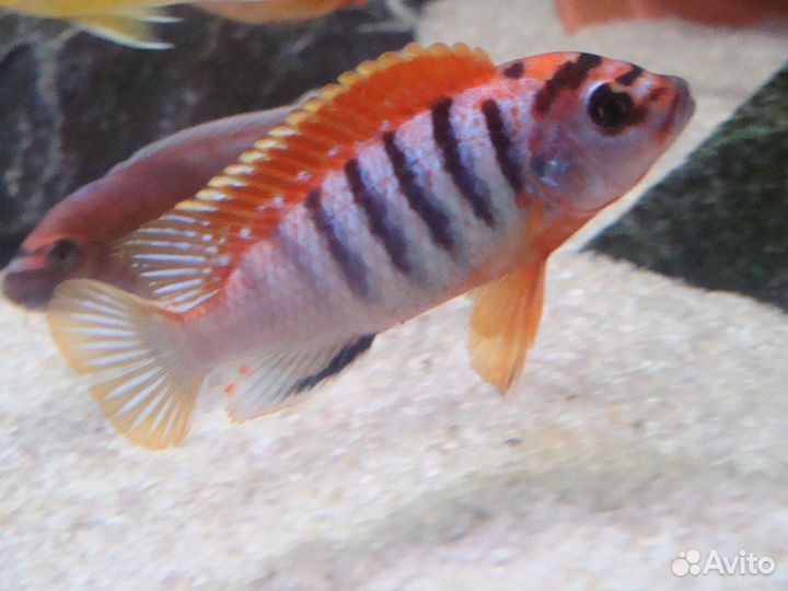 Малавийские цихлиды