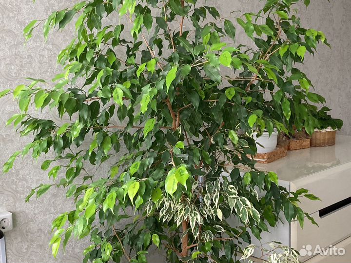 Фикус бенджамина