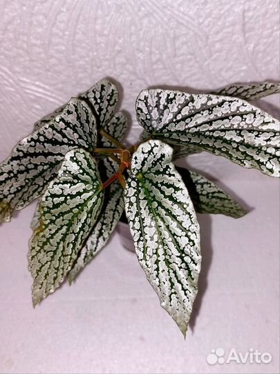 Бегония кейн Вайт Айс (Белый лёд)