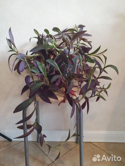 Комнатное растение в горшке