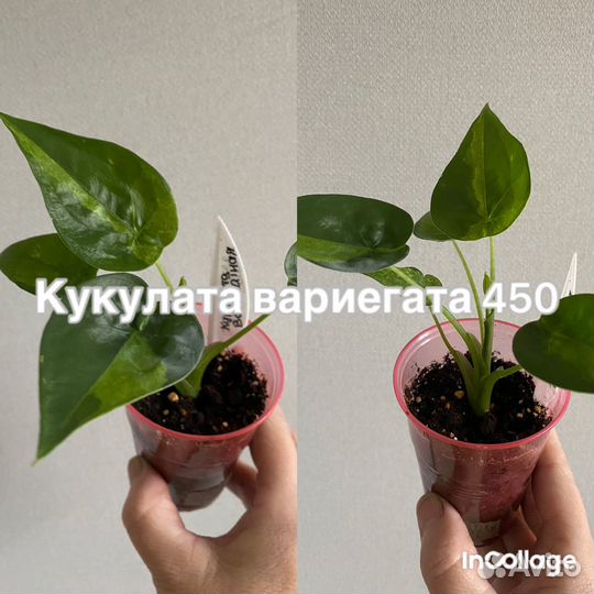 Алоказия