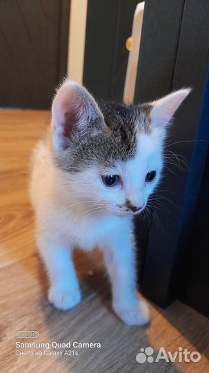 Кошка в дар