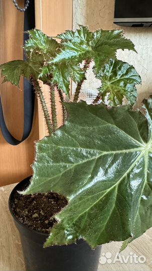 Бегония клещевинолистная