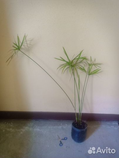 Нильский папирус