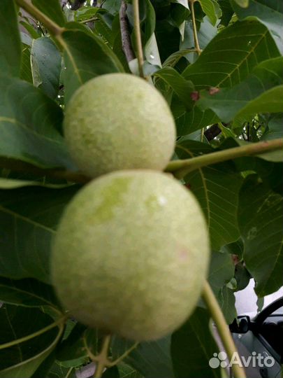 Саженцы грецкого ореха Идеал