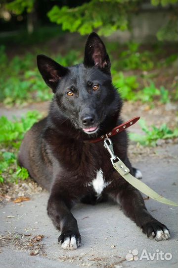 Собака в хорошие руки